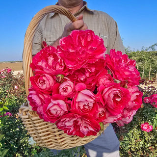 Easy Choice Shrub Rose