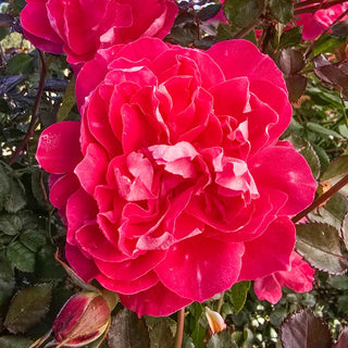 Easy Choice Shrub Rose