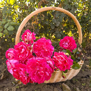 Easy Choice Shrub Rose