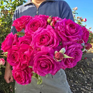 Light Years Away Floribunda Rose