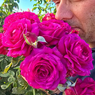 Light Years Away Floribunda Rose