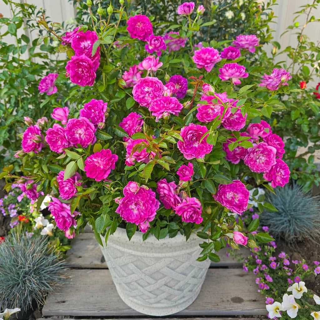 Easy Charmer Patio Rose – Breck's