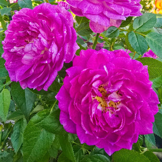 Easy Charmer Patio Rose