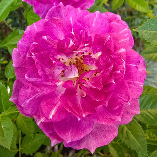 Easy Charmer Patio Rose