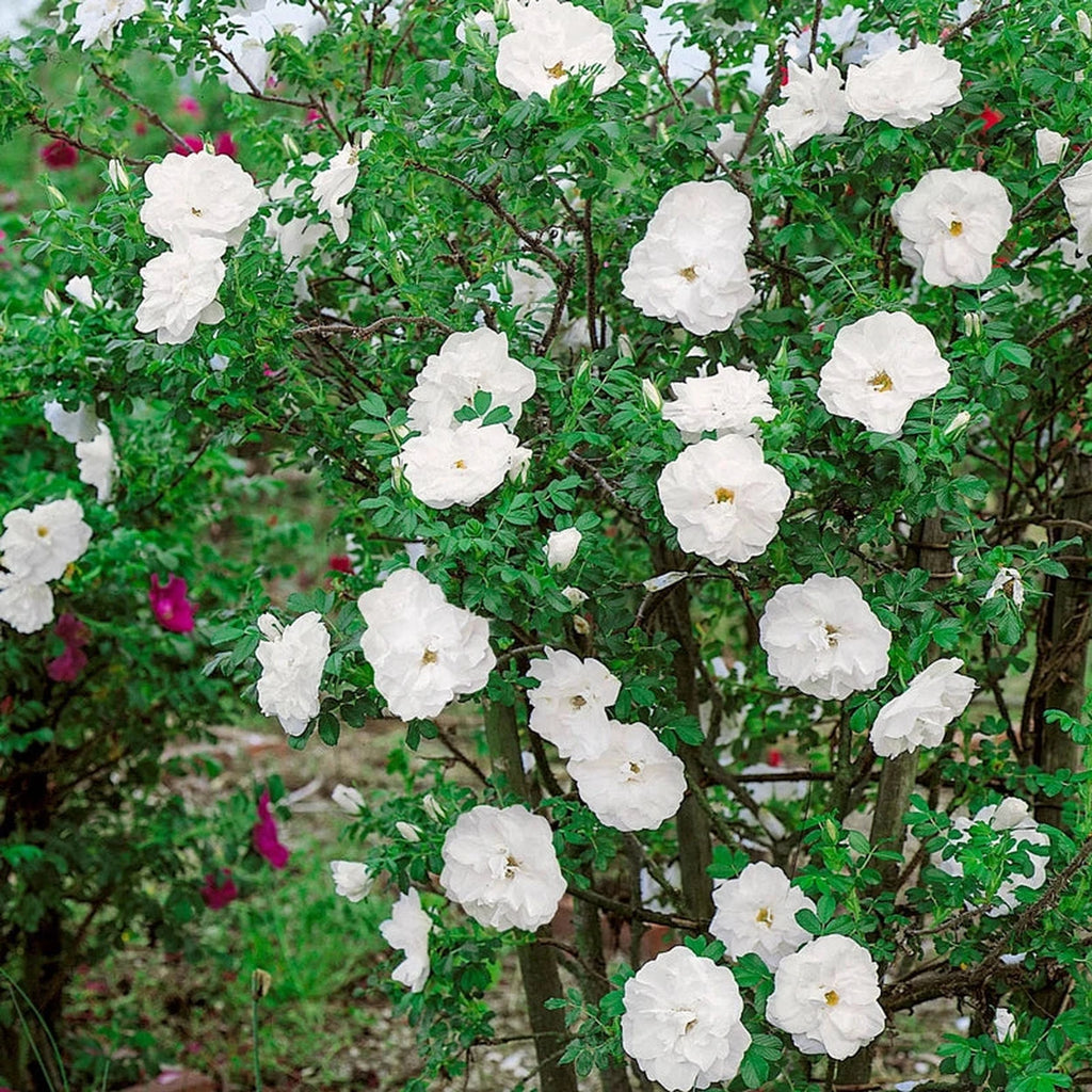 Blanc Double de Coubert Rugosa Rose – Breck's