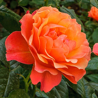 Livin' Easy™  Floribunda Rose