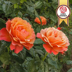 Livin Easy Floribunda Rose | Brecks.com