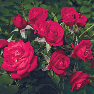 Be My Baby™ Patio Rose