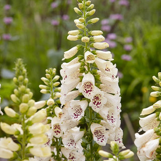 Dalmatian White Improved Foxglove