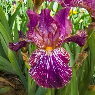 Tribal Tattoo Bearded Iris