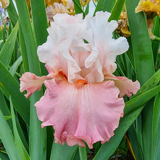 Quiet Grace Bearded Iris