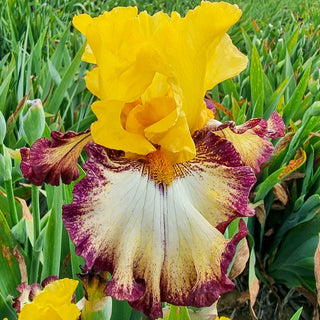 High Desert Bearded Iris