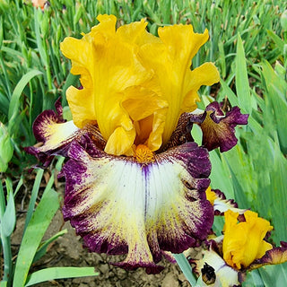 High Desert Bearded Iris