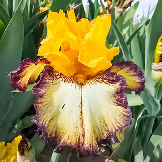 High Desert Bearded Iris