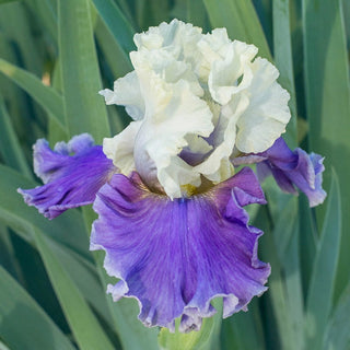Champagne Journey Bearded Iris