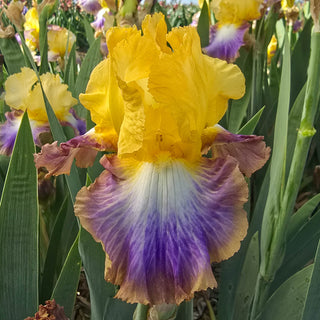 Definition Reblooming Bearded Iris
