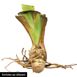 Definition Reblooming Bearded Iris