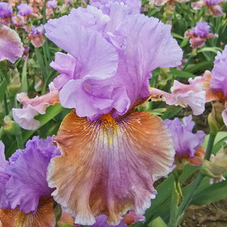 Blue Ignition Bearded Iris