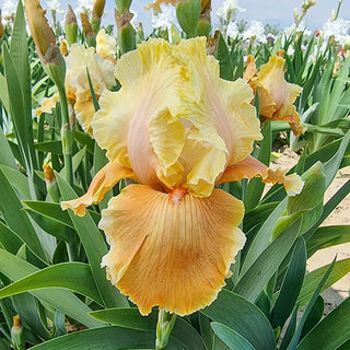 Caramel Latte Reblooming Bearded Iris