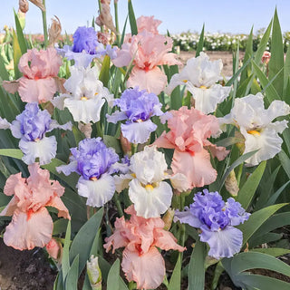 Painted Skye Reblooming Bearded Iris Mixture