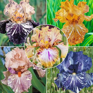Breck's Renowned Batik Iris Collection