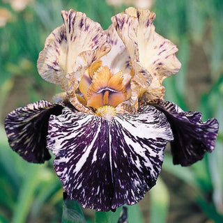 Breck's Renowned Batik Iris Collection