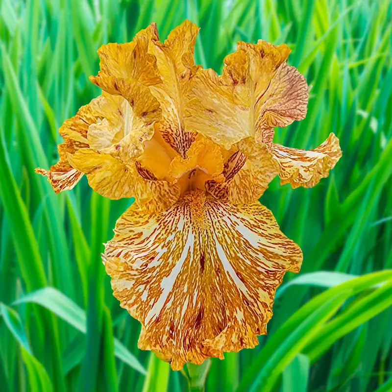 Breck's Renowned Batik Iris Collection | Buy Online | Breck's