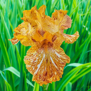 Breck's Renowned Batik Iris Collection