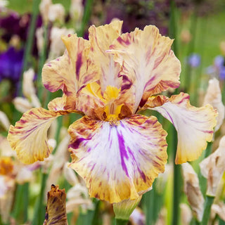 Breck's Renowned Batik Iris Collection