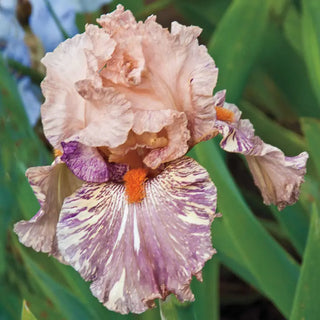 Breck's Renowned Batik Iris Collection
