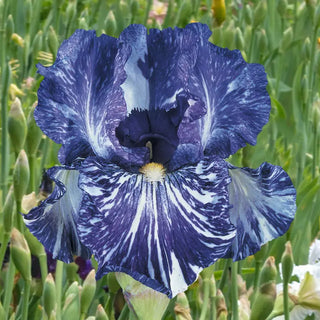 Breck's Renowned Batik Iris Collection