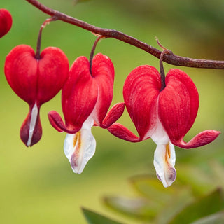 Old-Fashioned Bleeding Heart Collection
