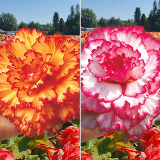 Prima Donna Begonia Collection