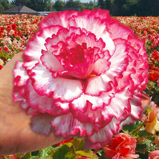 Prima Donna Begonia Collection