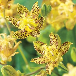 Latifolia Toad Lily