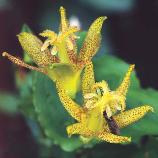 Latifolia Toad Lily