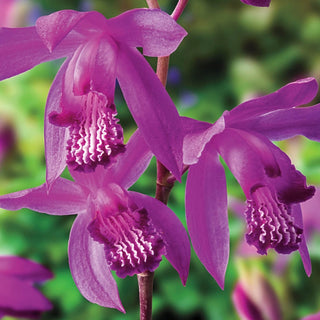 Hardy Chinese Ground Orchid