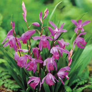 Hardy Chinese Ground Orchid