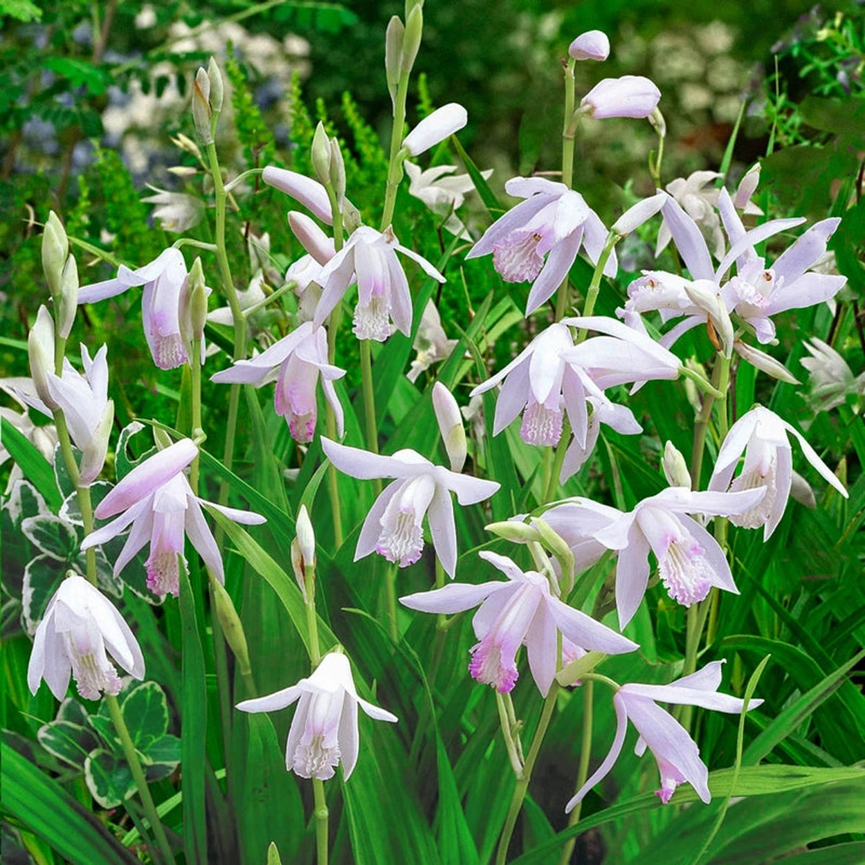 ground lily flower Hardy Chinese Ground Orchid Alba – Breck's