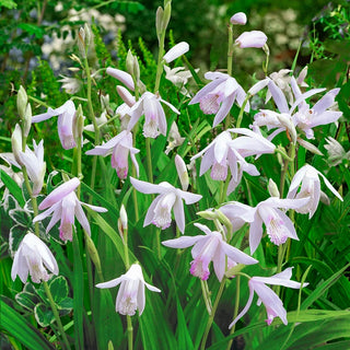 Hardy Chinese Ground Orchid Alba