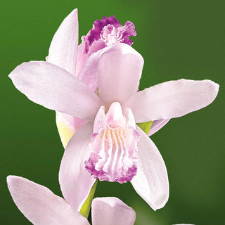 Hardy Chinese Ground Orchid Alba