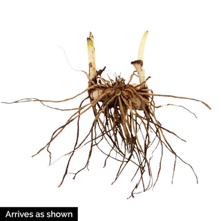 Hardy Chinese Ground Orchid Alba