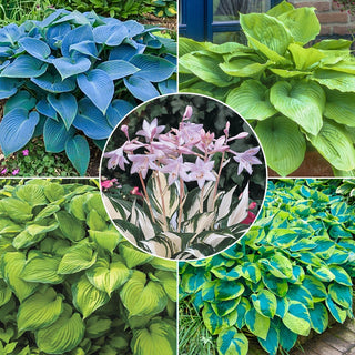 Award Winning Hosta Collection