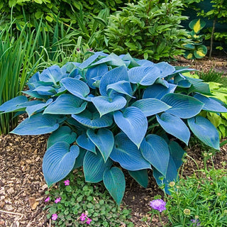 Award Winning Hosta Collection