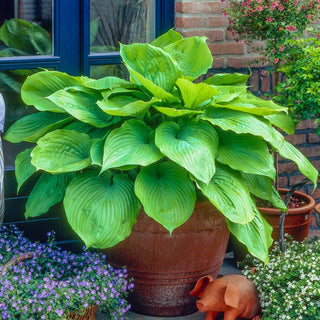 Award Winning Hosta Collection