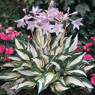 Award Winning Hosta Collection