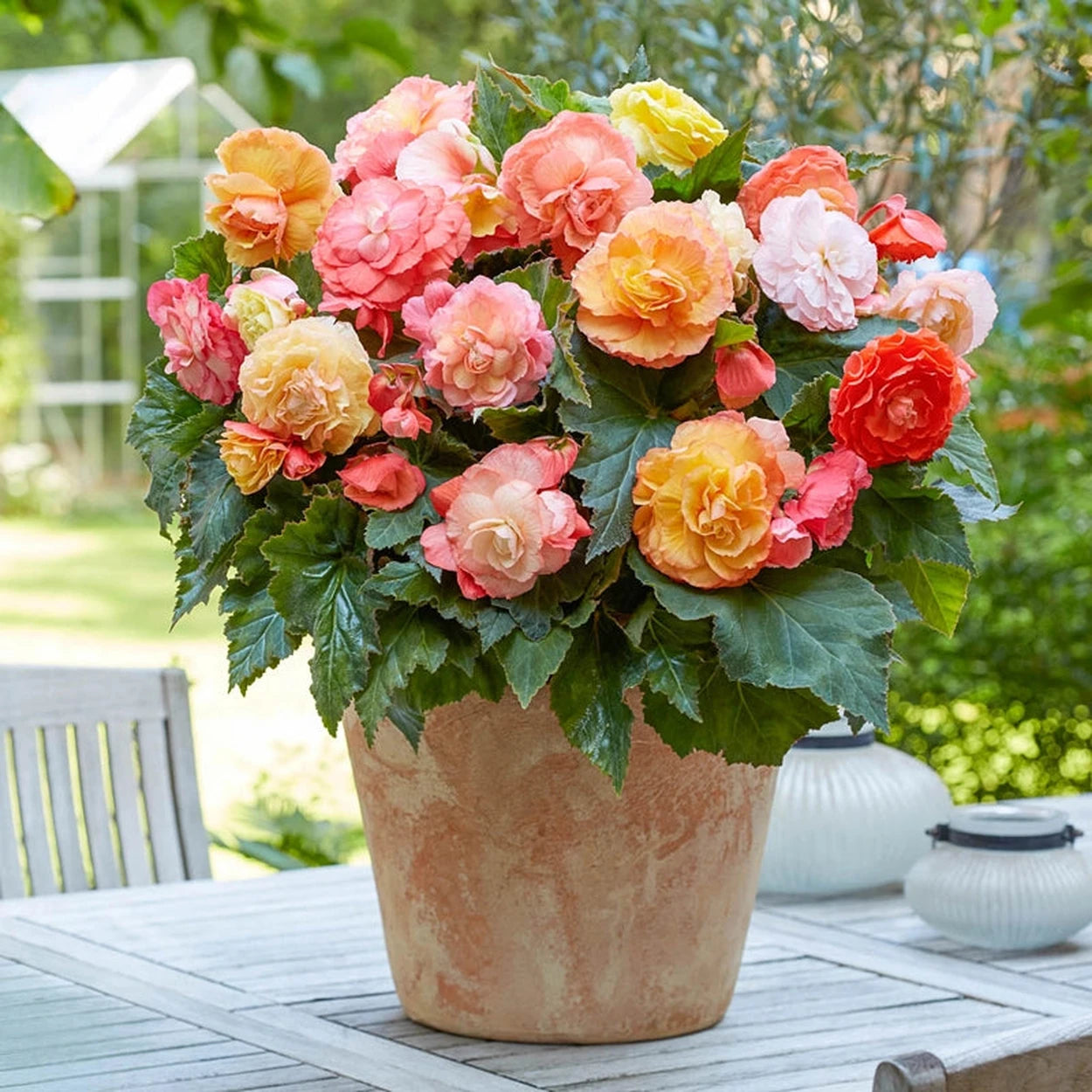 potting mix for begonias Bolero Superba Begonia Mixture – Breck's