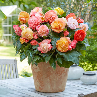 Bolero Superba Begonia Mixture