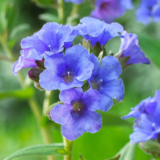 Azurea Lungwort