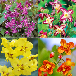 Fairy Wings Collection